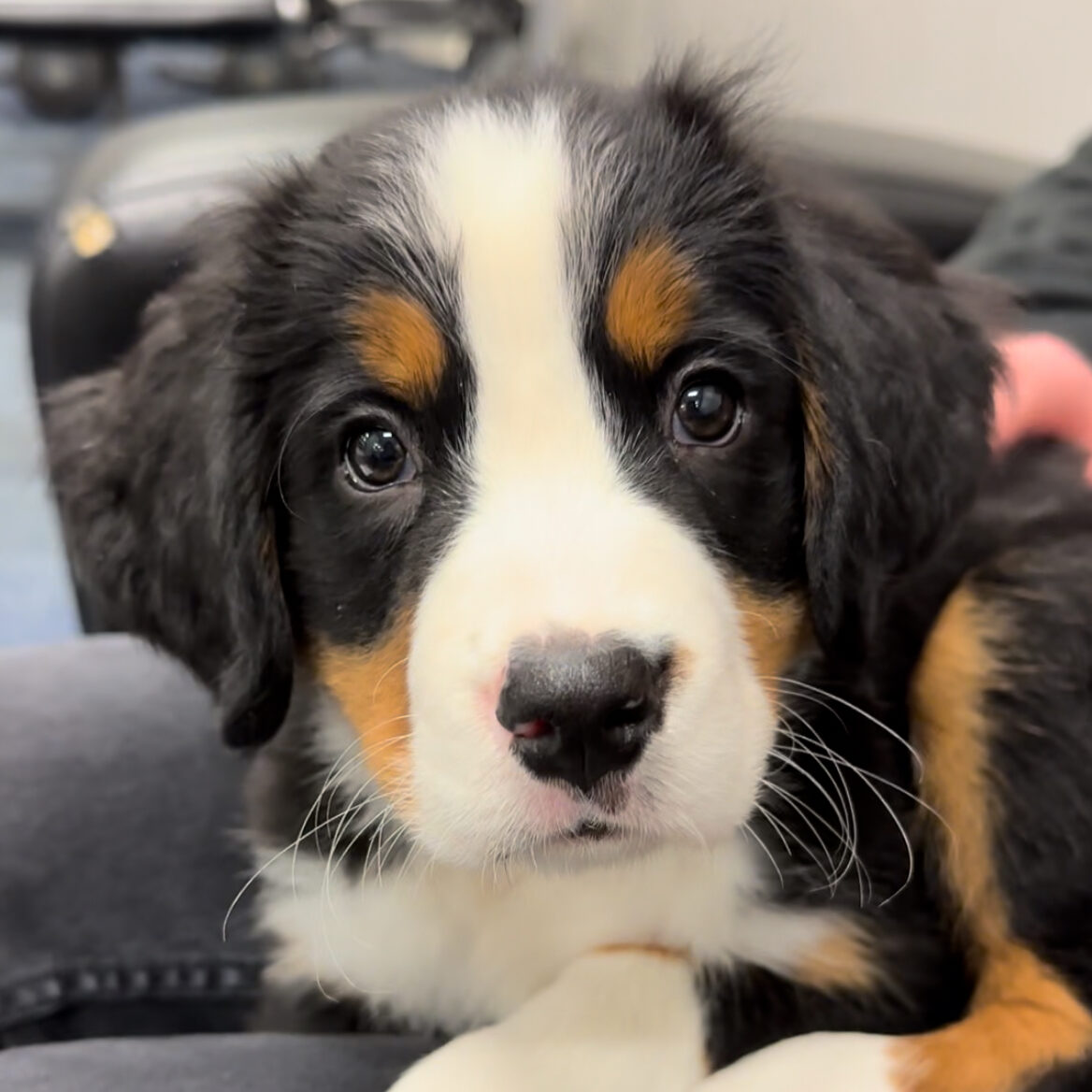 How to Fly with a Puppy: Our Experience Bringing Rosie Home
