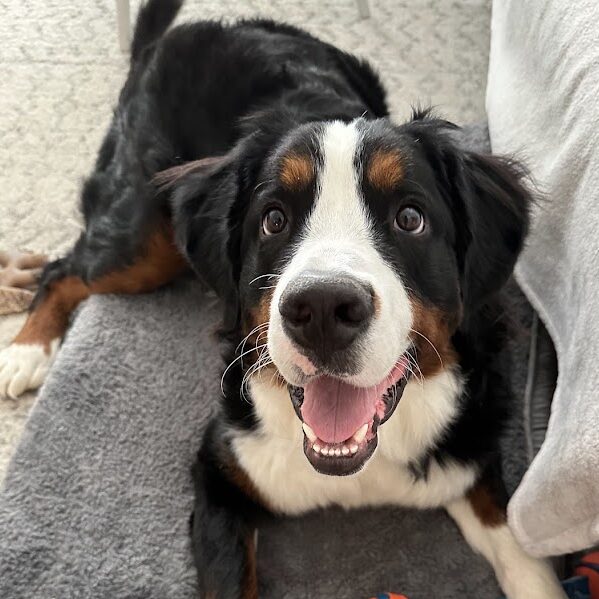 Best Puppy Food for Bernese Mountain Dogs: Rosie’s Journey