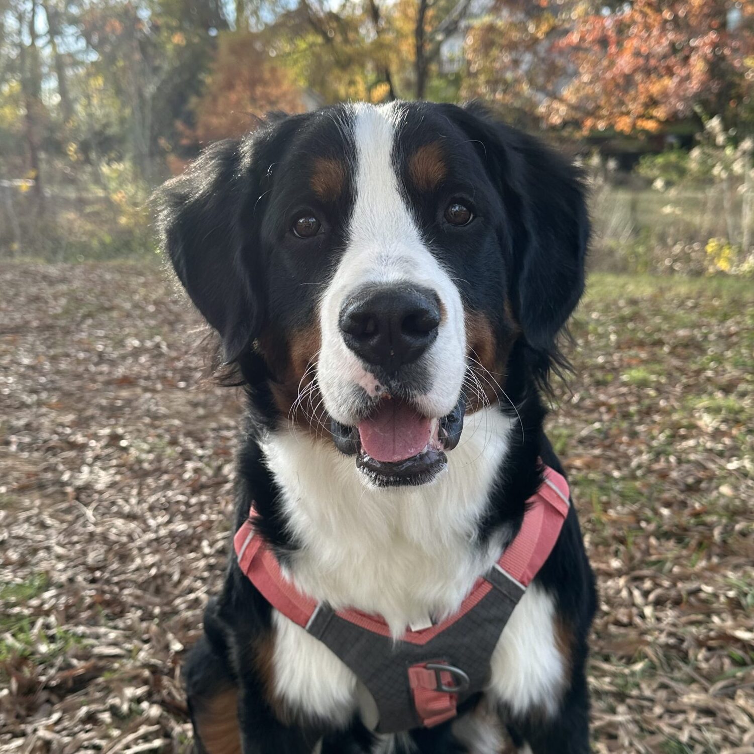 Rosie sitting like a good girl