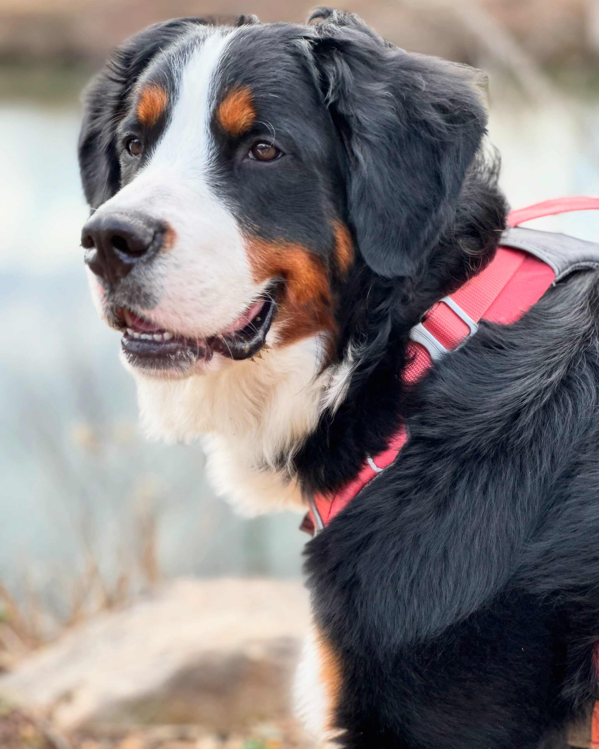 Is Pet Insurance Worth It? Our Experience with Rosie, Our Bernese Mountain Dog