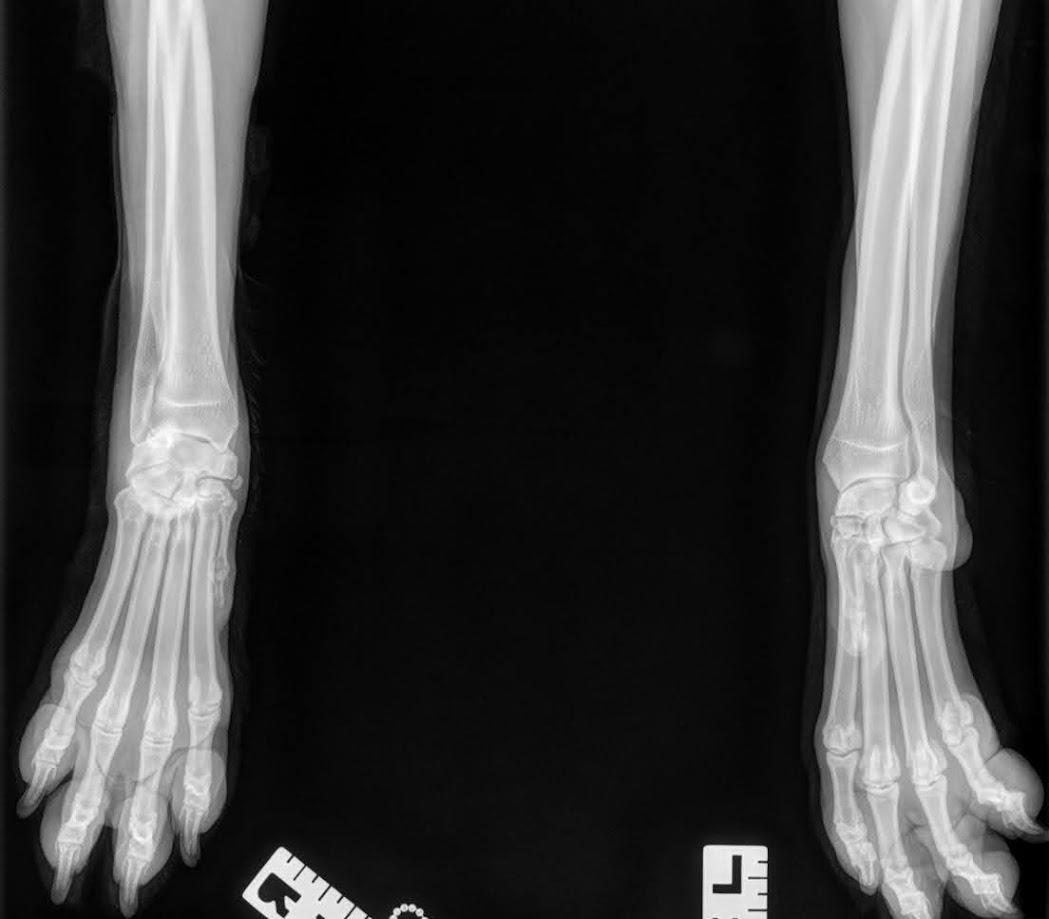 When Rosie Suddenly Couldn’t Walk: Our Emergency Vet Visit